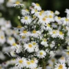 Kissen-Aster Snow Sprite - Weiße Blütenkissen im Herbst