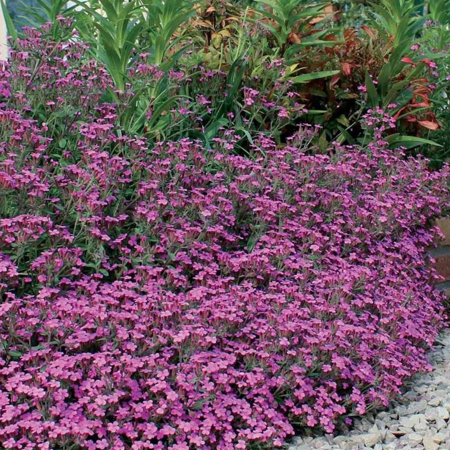 Kissen-Seifenkraut (x5) - Blühender Teppich im Nu