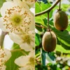 Kiwi-Duo ‘Hayward’ (weiblich + männlich) - Garantierte Ernte, perfektes Paar