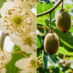 Kiwi-Duo ‘Hayward’ (weiblich + männlich) - Garantierte Ernte, perfektes Paar