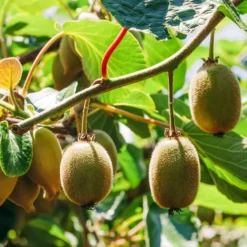 Kiwi Hayward - Große Kiwis frisch geerntet