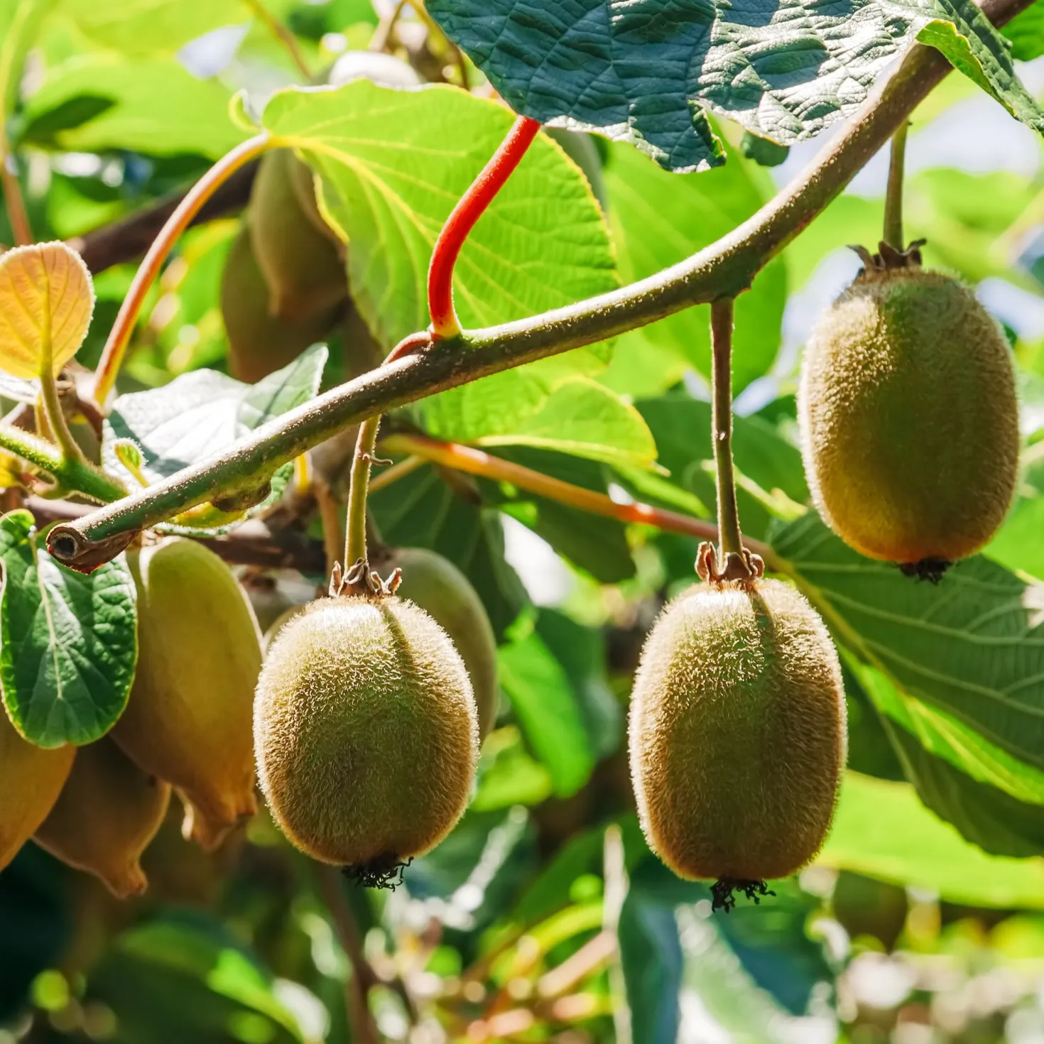 Kiwi Hayward - Große Kiwis frisch geerntet