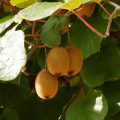 Kiwi selbstfertiler 'Solissimo' - Eine Pflanze, echte Ernte