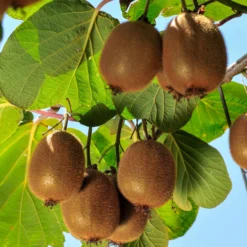Kiwi selbstfertiler 'Solissimo' - Eine Pflanze, echte Ernte