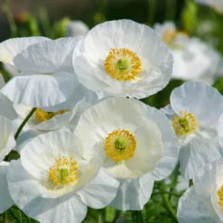 Klatsch-Mohn Bridal Silk - Reinweiß im Sommerbeet