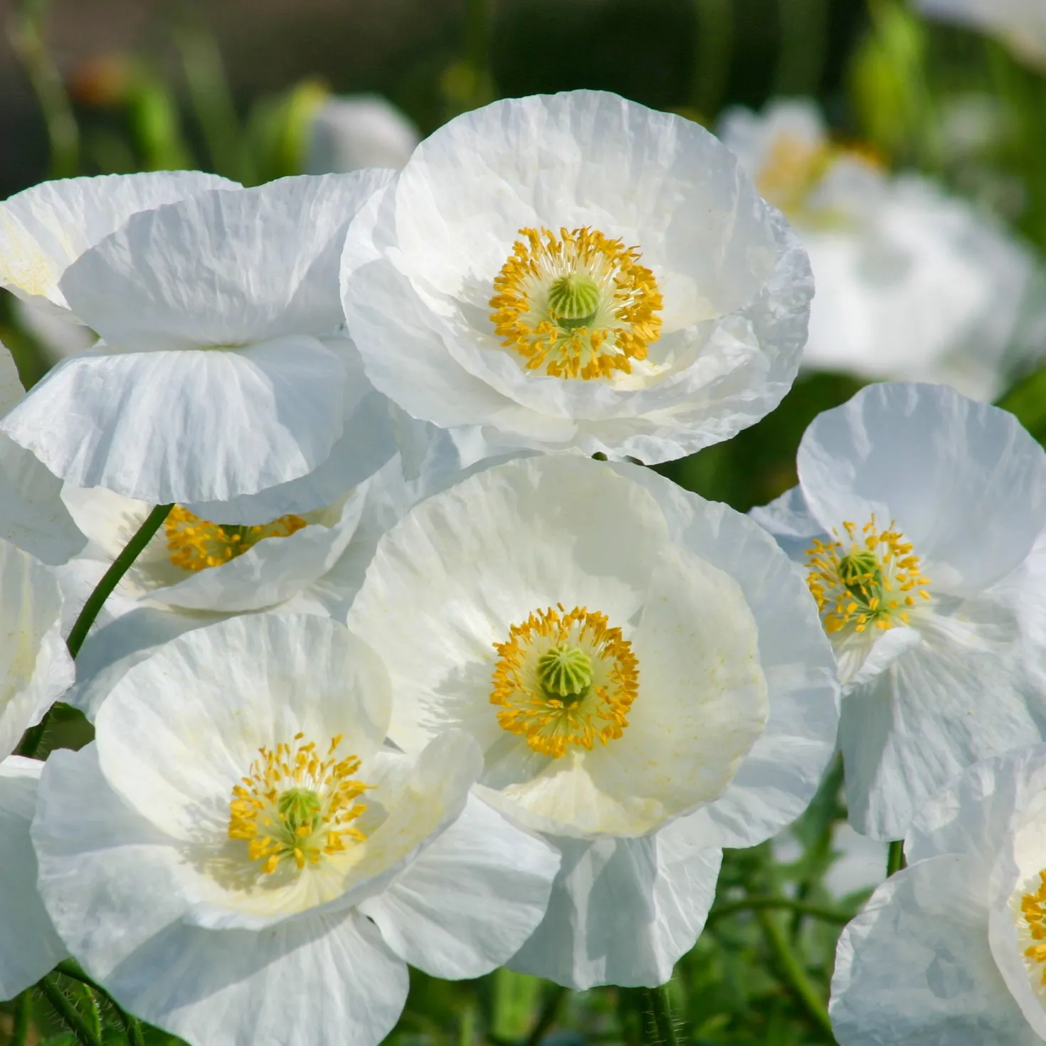 Klatsch-Mohn Bridal Silk - Reinweiß im Sommerbeet