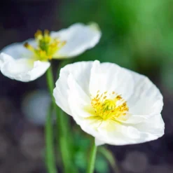 Klatsch-Mohn Bridal Silk - Reinweiß im Sommerbeet