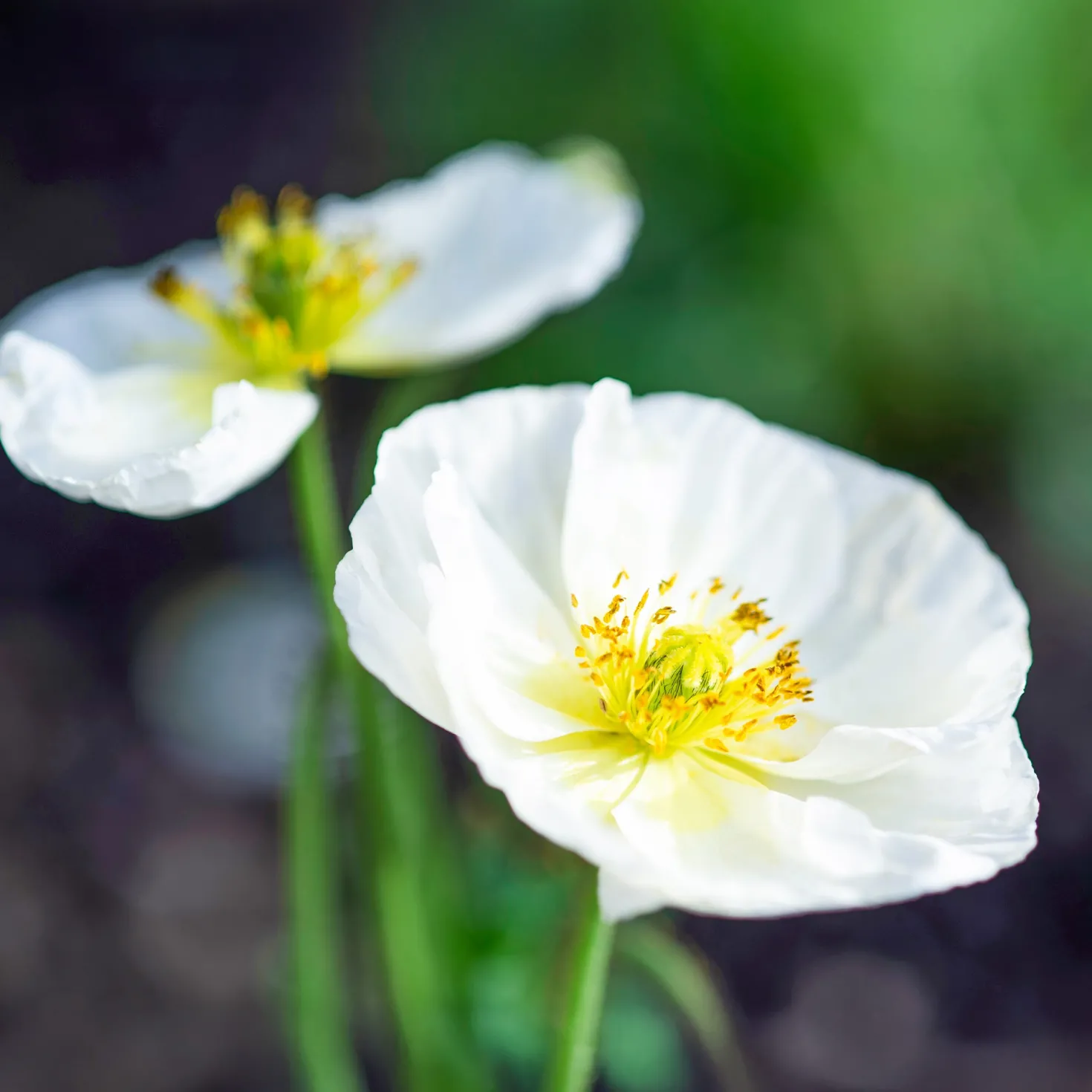 Klatsch-Mohn Bridal Silk - Reinweiß im Sommerbeet