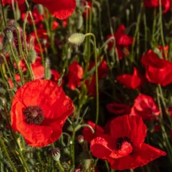 Klatschmohn ‘Red Corn Poppy’ Bio - Rotes Blütenmeer im Nu
