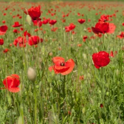 Klatschmohn ‘Red Corn Poppy’ Bio - Rotes Blütenmeer im Nu