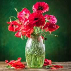 Klatschmohn ‘Red Corn Poppy’ Bio - Rotes Blütenmeer im Nu