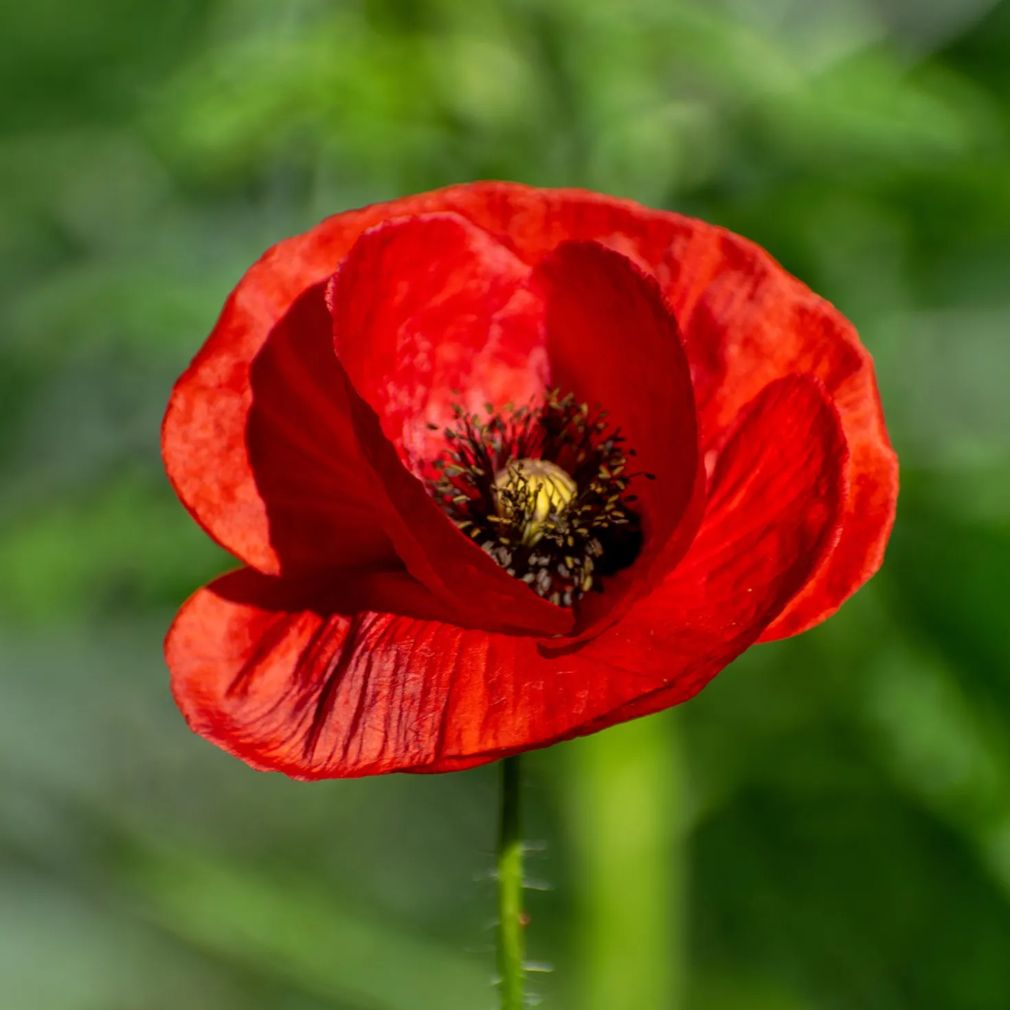 Klatschmohn ‘Red Corn Poppy’ Bio - Rotes Blütenmeer im Nu
