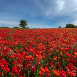 Klatschmohn ‘Red Corn Poppy’ Bio - Rotes Blütenmeer im Nu