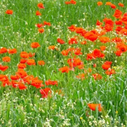 Klatschmohn ‘Red Corn Poppy’ Bio - Rotes Blütenmeer im Nu