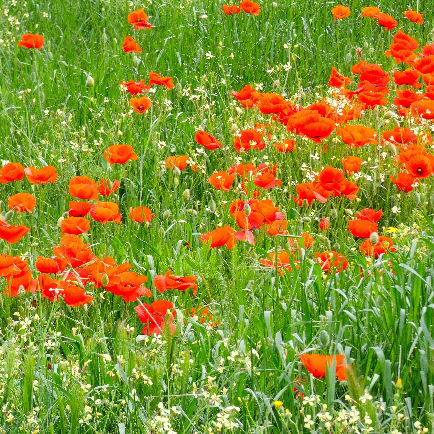 Klatschmohn ‘Red Corn Poppy’ Bio - Rotes Blütenmeer im Nu