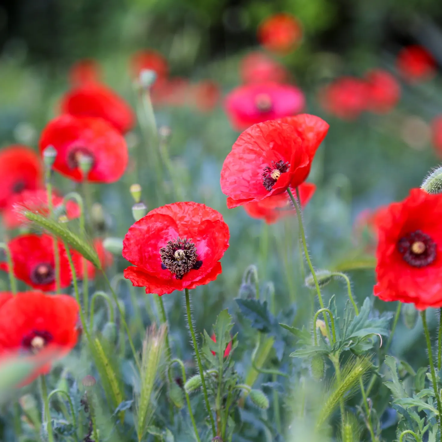 Klatschmohn ‘Red Corn Poppy’ Bio - Rotes Blütenmeer im Nu