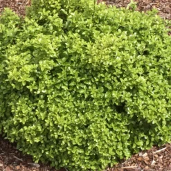 Klebsame ‘Golf Ball’ - Perfekte Kugel ohne Schnitt