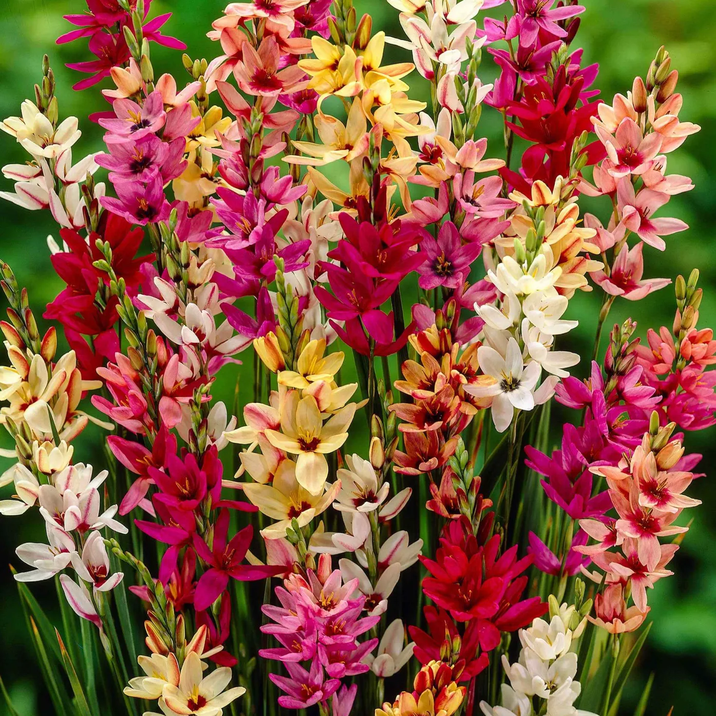 Klebschwertel Mischung - Filigrane Blüten in Farbe