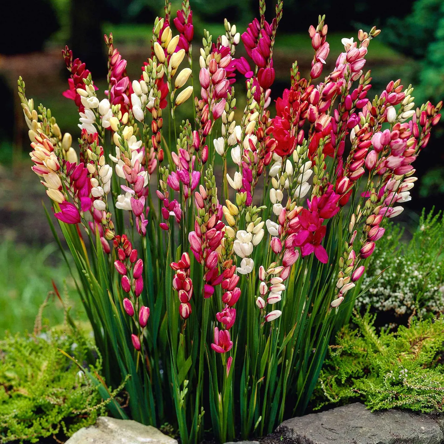 Klebschwertel Mischung - Filigrane Blüten in Farbe
