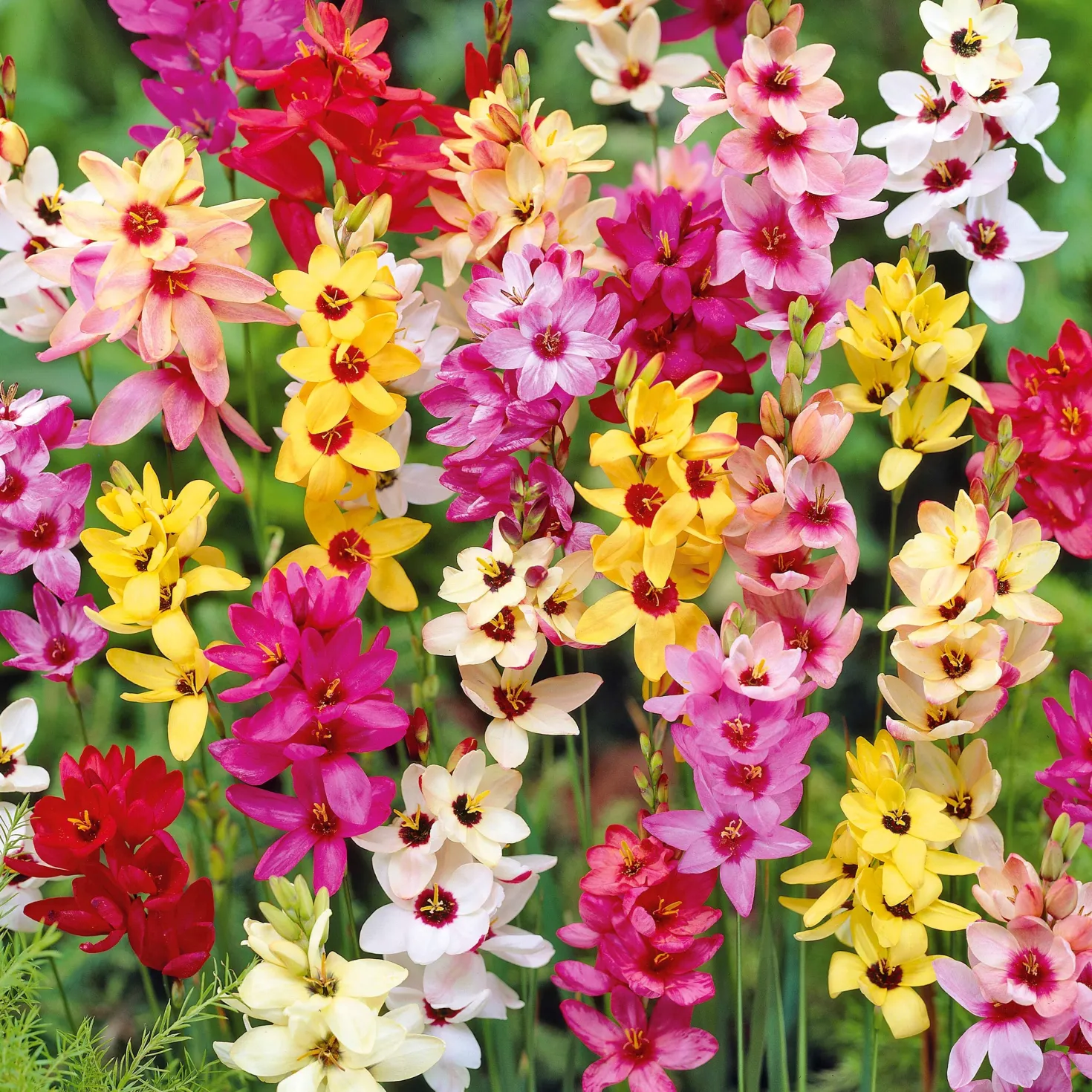 Klebschwertel Mischung - Filigrane Blüten in Farbe
