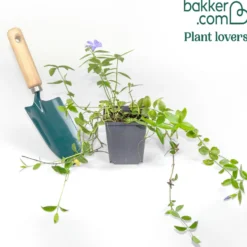 Kleinblättriges Immergrün 'Aureovariegata' - Schattenzonen sofort begrünt