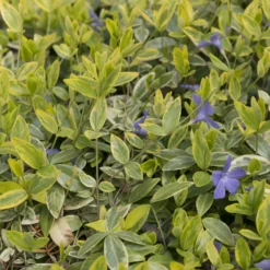 Kleinblättriges Immergrün 'Aureovariegata' - Schattenzonen sofort begrünt