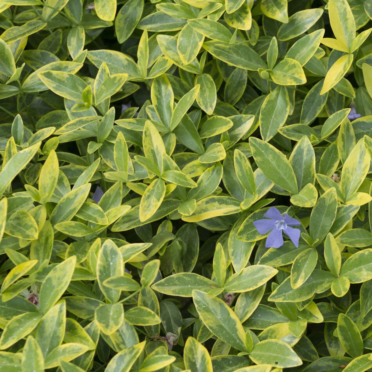Kleinblättriges Immergrün 'Aureovariegata' - Schattenzonen sofort begrünt