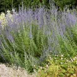 Kleine Blauraute Little Spire ® - Blaue Blütenwolke ganz leicht