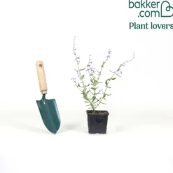 Kleine Blauraute Little Spire ® - Blaue Blütenwolke ganz leicht