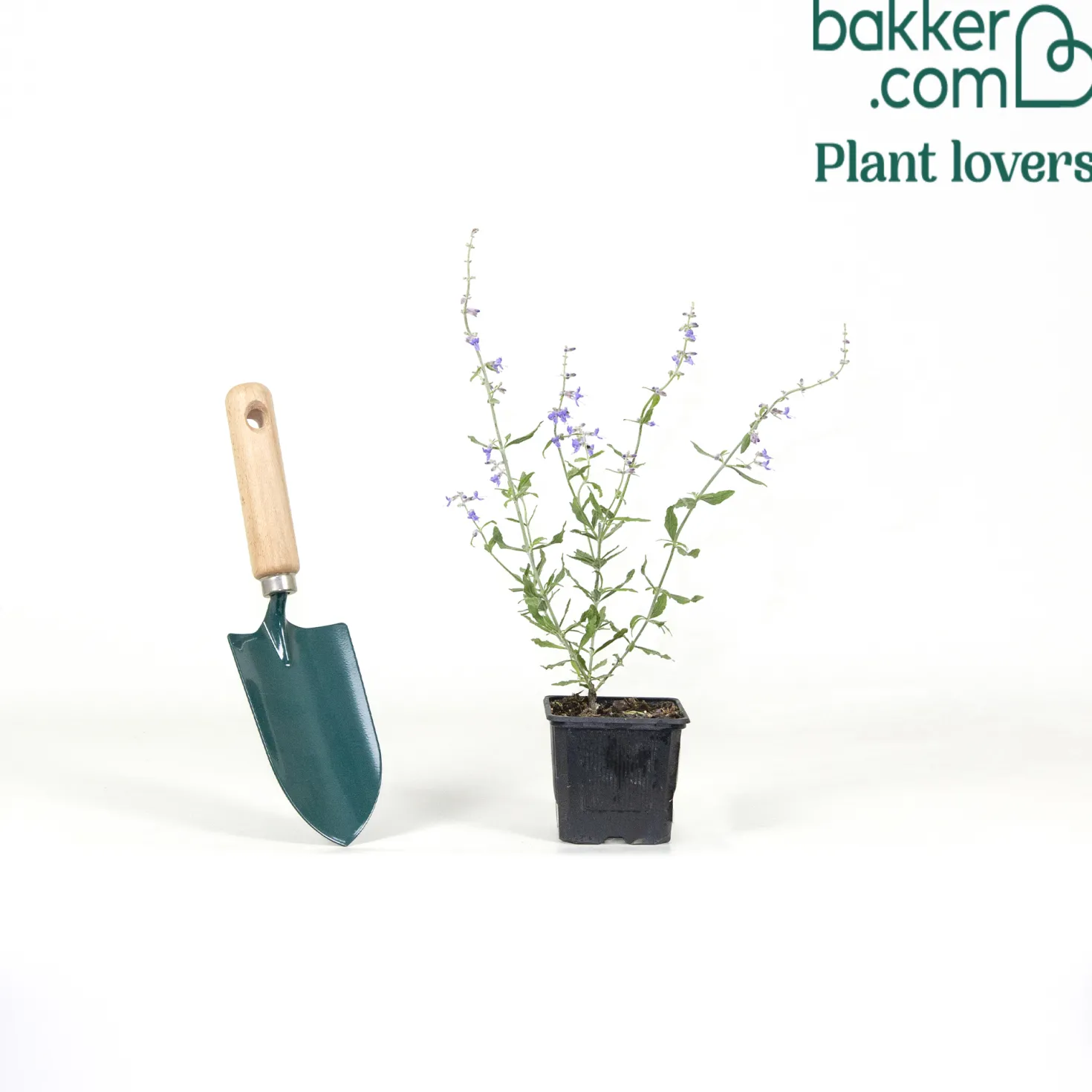 Kleine Blauraute Little Spire ® - Blaue Blütenwolke ganz leicht