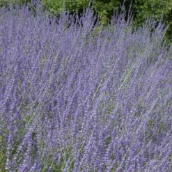 Kleine Blauraute Little Spire ® - Blaue Blütenwolke ganz leicht