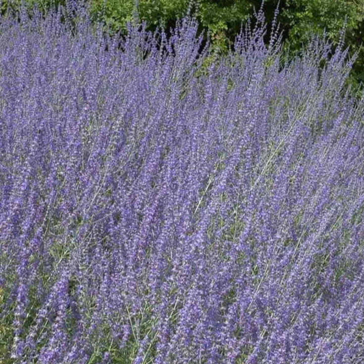 Kleine Blauraute Little Spire ® - Blaue Blütenwolke ganz leicht