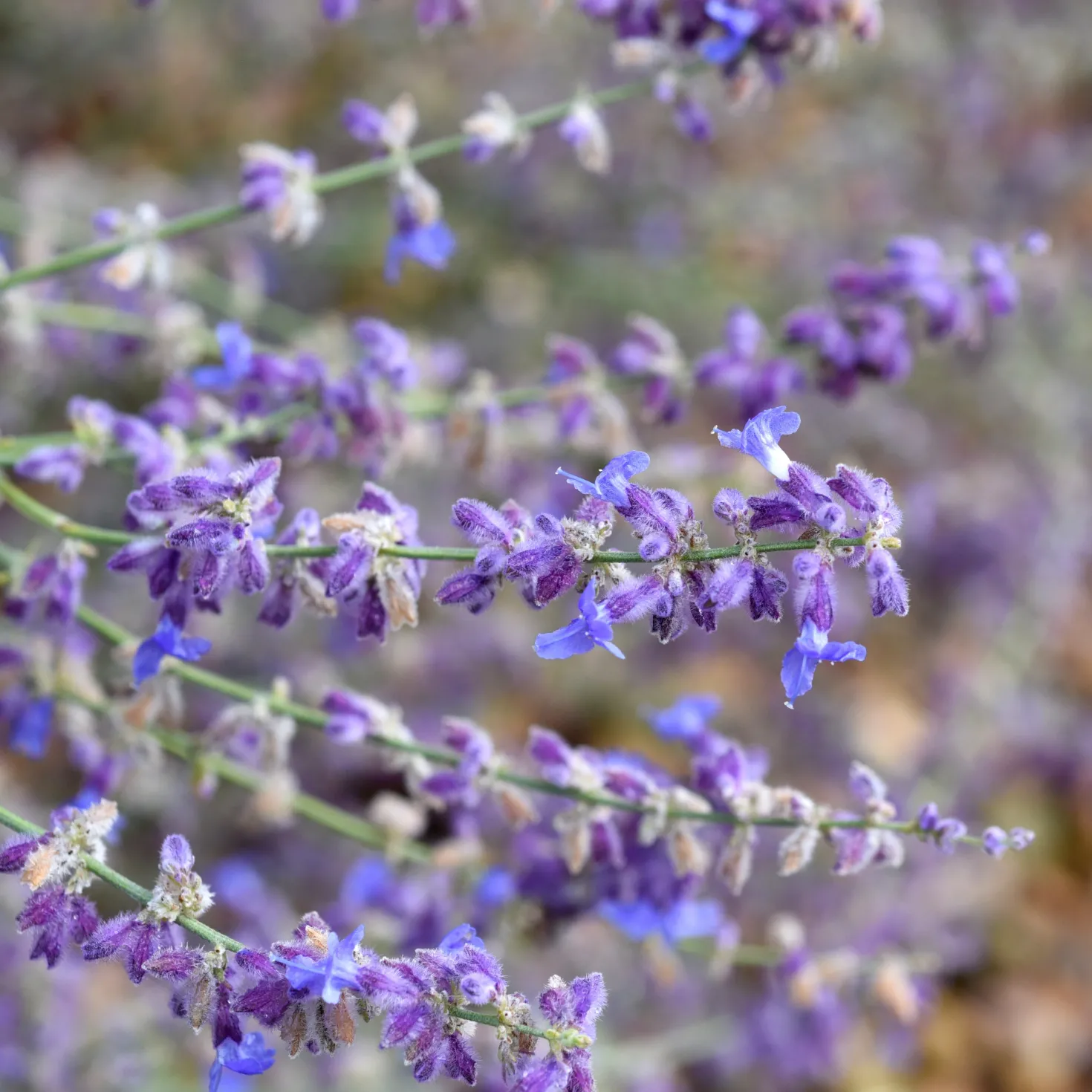Kleine Blauraute Little Spire ® - Blaue Blütenwolke ganz leicht