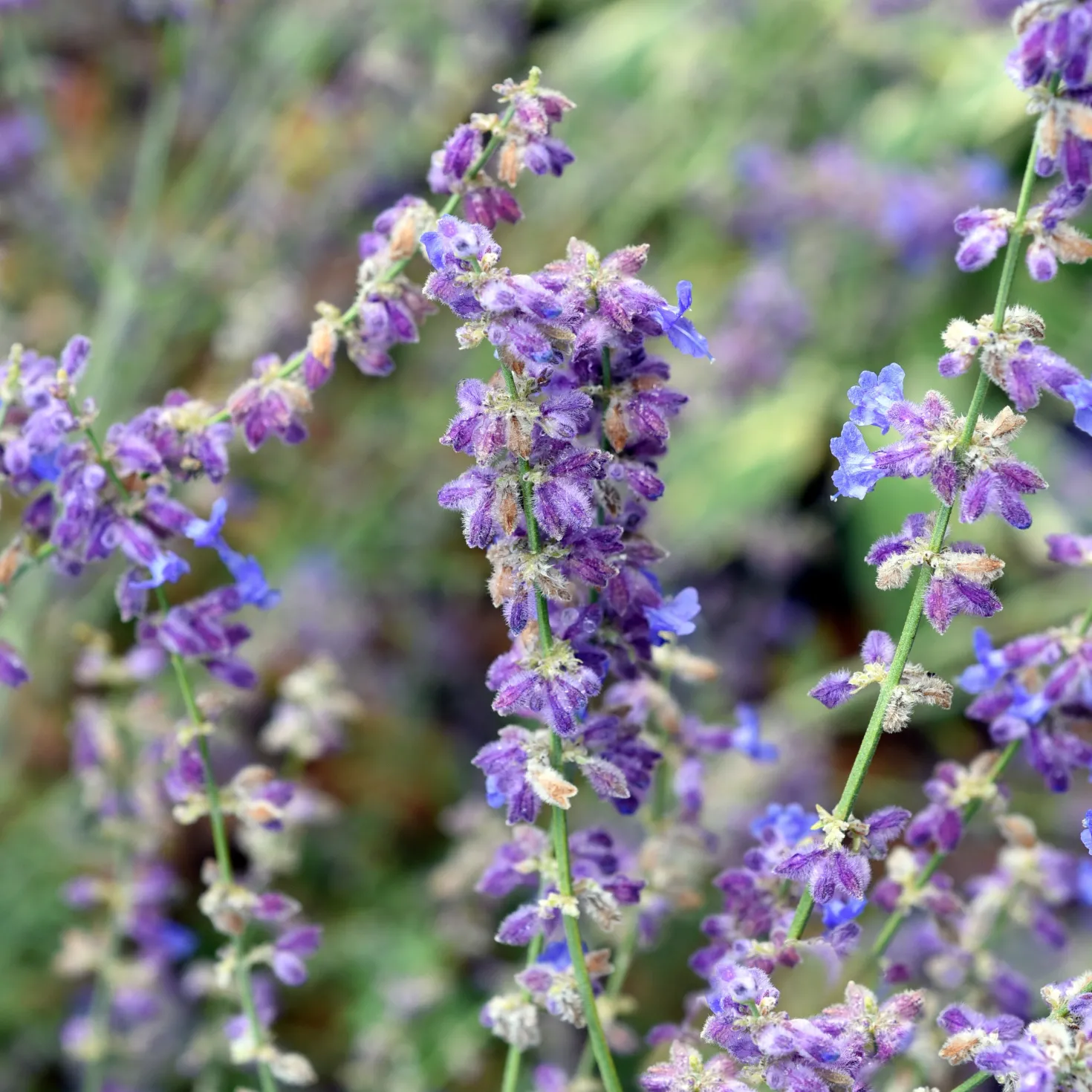 Kleine Blauraute Little Spire ® - Blaue Blütenwolke ganz leicht