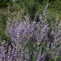 Kleine Blauraute Little Spire ® - Blaue Blütenwolke ganz leicht