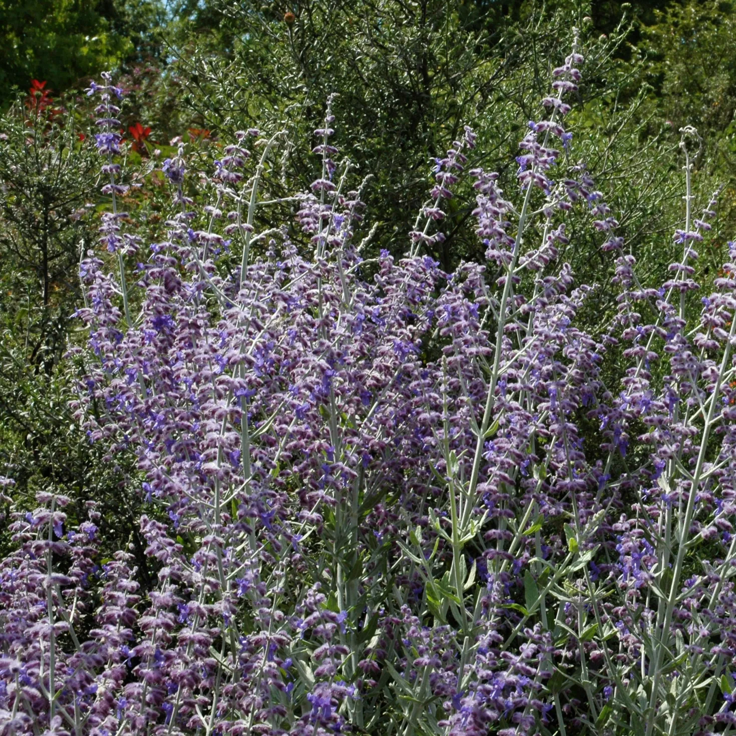 Kleine Blauraute Little Spire ® - Blaue Blütenwolke ganz leicht