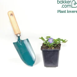 Kleines Immergrün ‘Flower Power’ - Grüner Teppich ohne Mühe