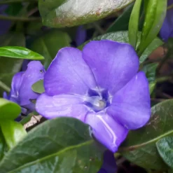 Kleines Immergrün ‘Flower Power’ - Grüner Teppich ohne Mühe