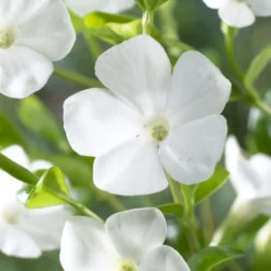 Kleines Immergrün 'Gertrude Jekyll' - Grüner Teppich ohne Mühe