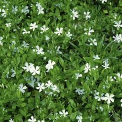 Kleines Immergrün 'Gertrude Jekyll' - Grüner Teppich ohne Mühe