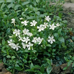 Kleines Immergrün 'Gertrude Jekyll' - Grüner Teppich ohne Mühe