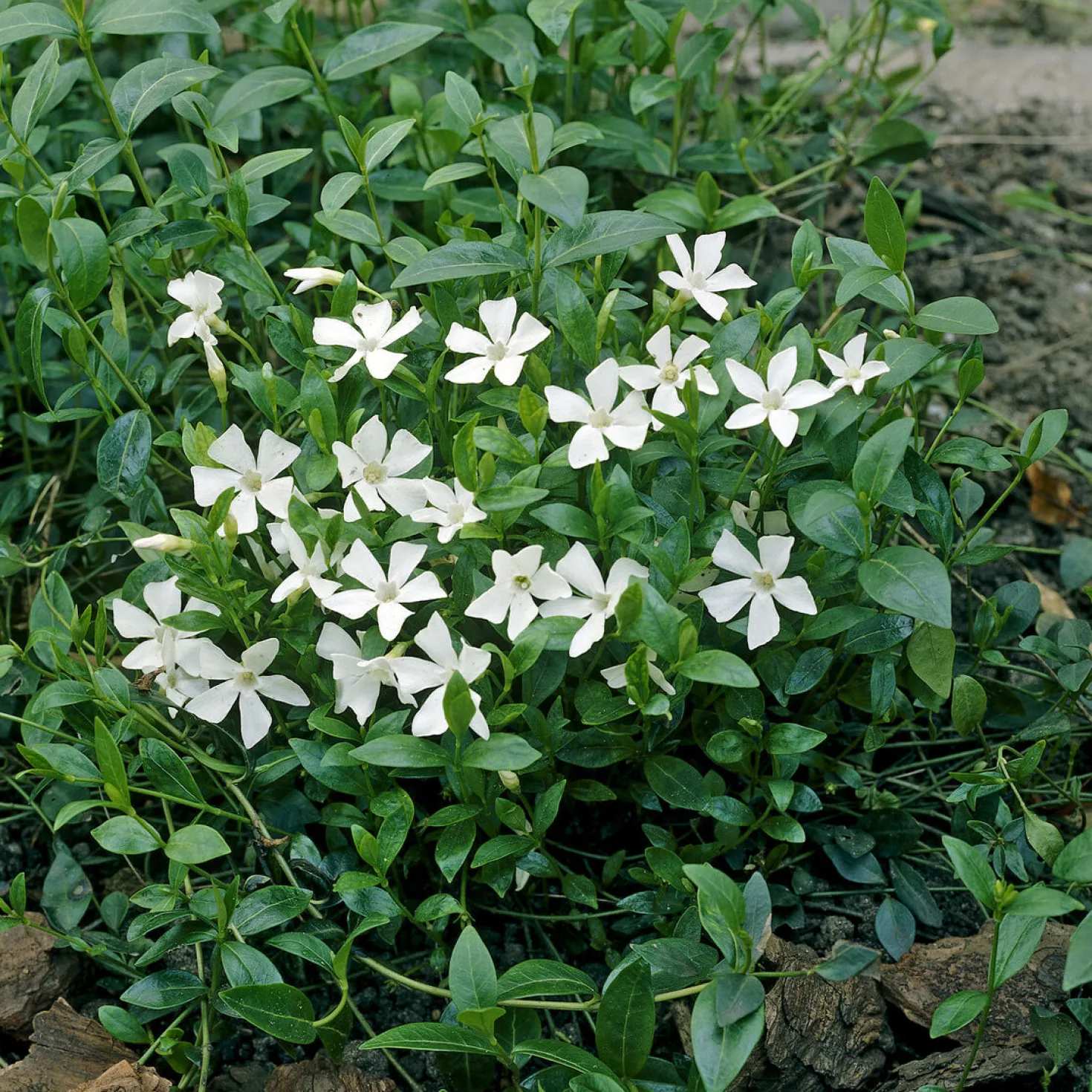 Kleines Immergrün 'Gertrude Jekyll' - Grüner Teppich ohne Mühe
