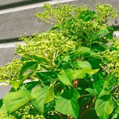 Kletterhortensie ‘Crug Coral’ - Schattenwände voller Blüten