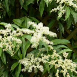 Kletter-Hortensie (Pileostegia) - Grüne Wand im Schatten