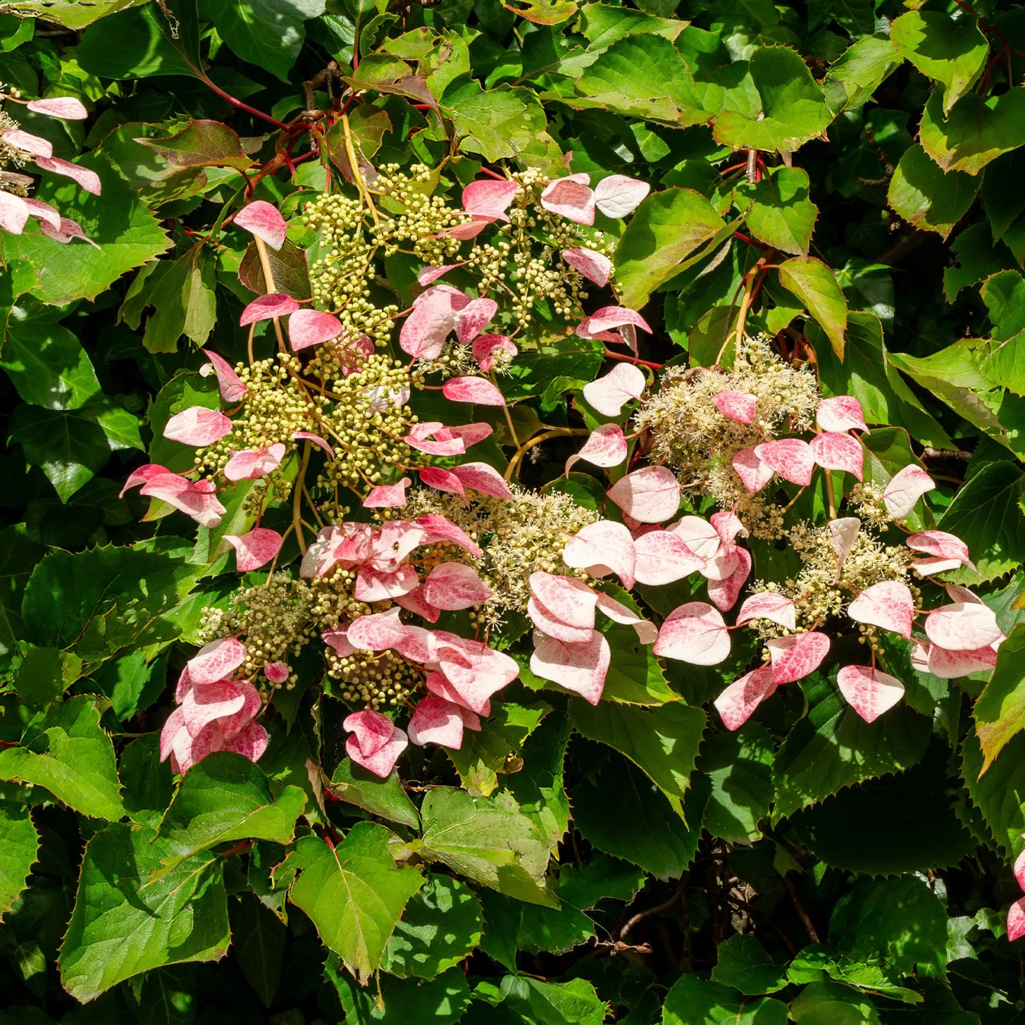 Kletterhortensie 'Roseum' - Rosa Blütenwolke an der Wand