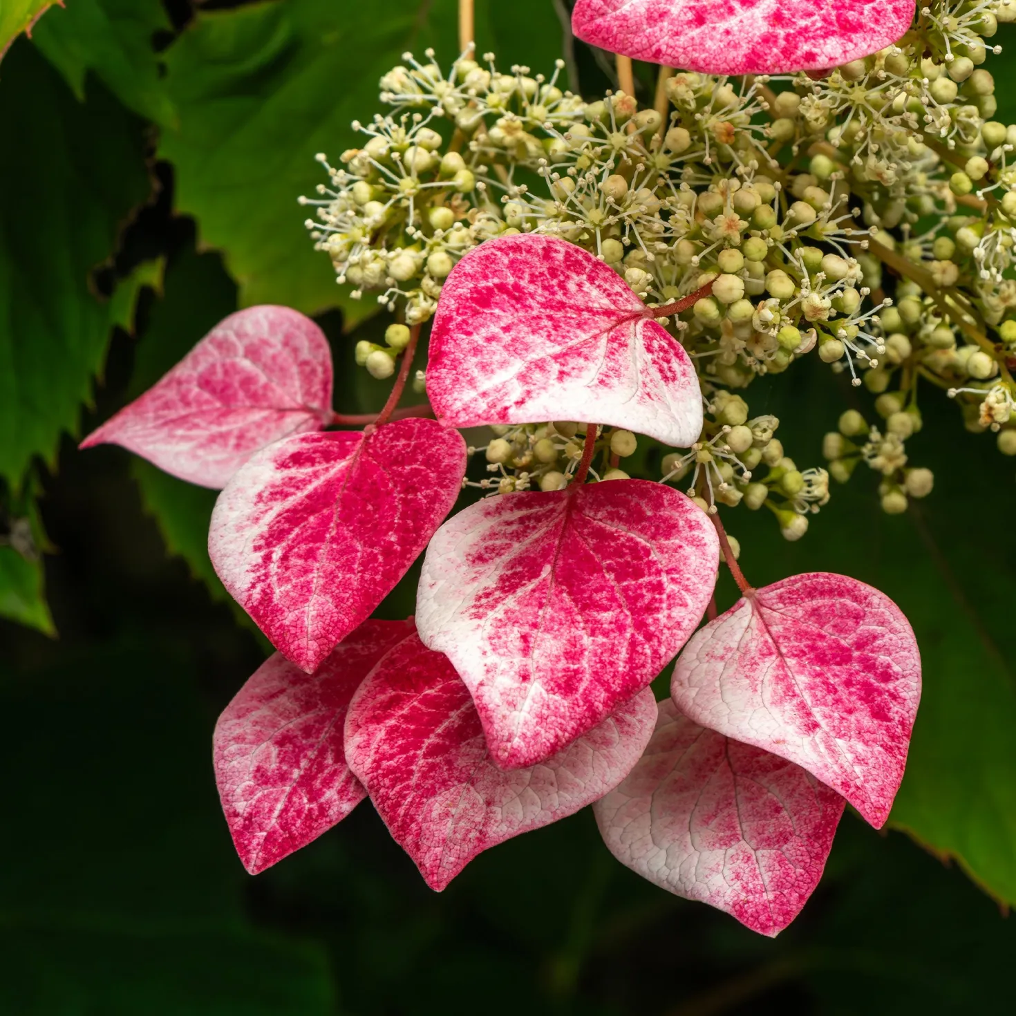 Kletterhortensie 'Roseum' - Rosa Blütenwolke an der Wand