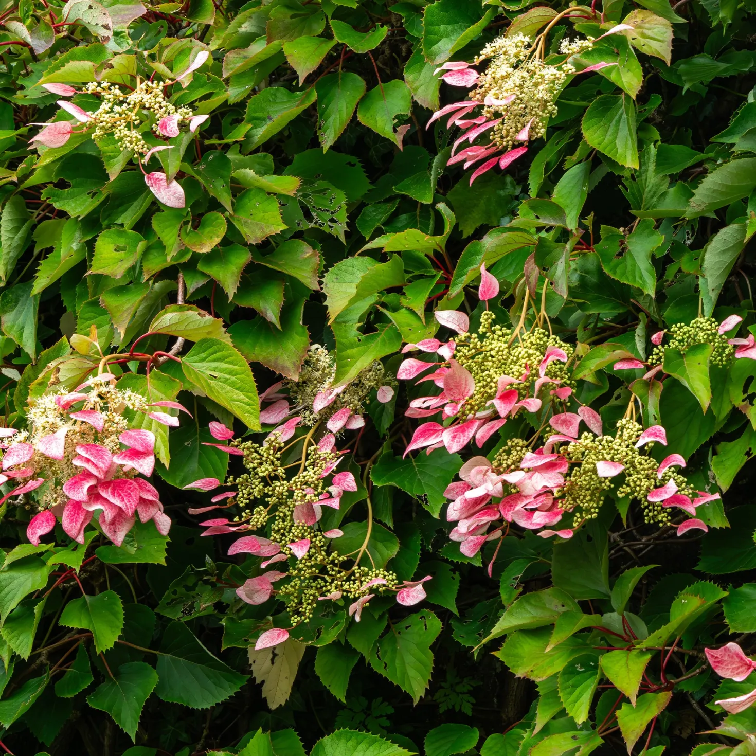 Kletterhortensie 'Roseum' - Rosa Blütenwolke an der Wand
