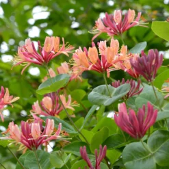 Kletterndes Geißblatt American Beauty - Duftende Blüten den Sommer lang