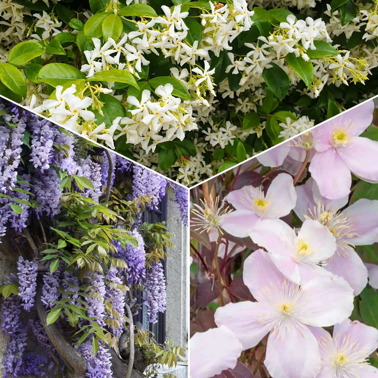 Kletterpflanzen-Kollektion mit reicher Blüte (x3) - Hüllen Sie Ihre Fassaden in Blüten
