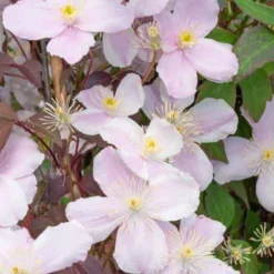 Kletterpflanzen-Kollektion mit reicher Blüte (x3) - Hüllen Sie Ihre Fassaden in Blüten